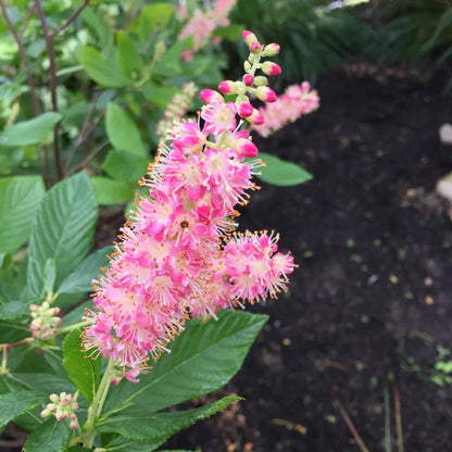 Ruby Spice Clethra