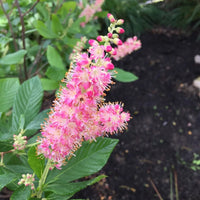 Clethra alnifolia Ruby Spice flowering shrub with upright pink blooms and green foliage
