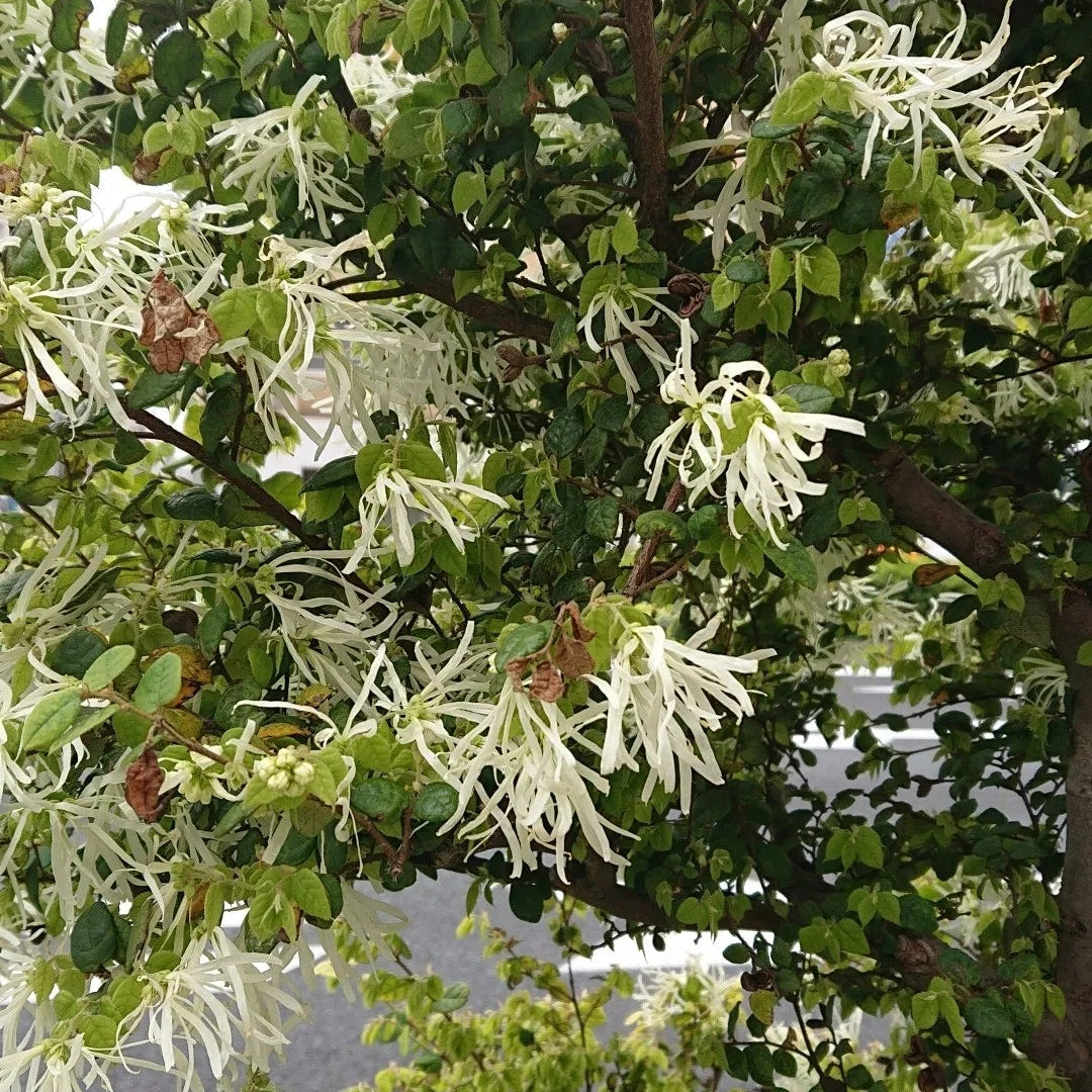 Compact Emerald Snow Loropetalum for landscape