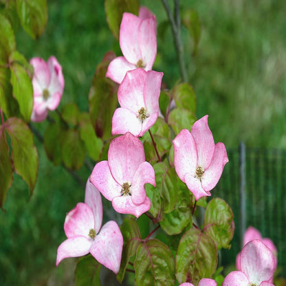 Pink Beauty Hybrid Dogwood tree blooming in open sky