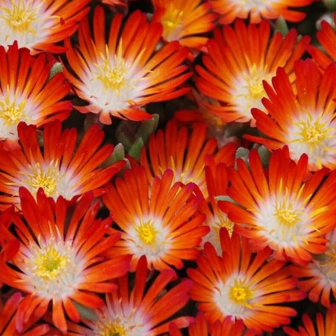 Delosperma Hot Cakes &