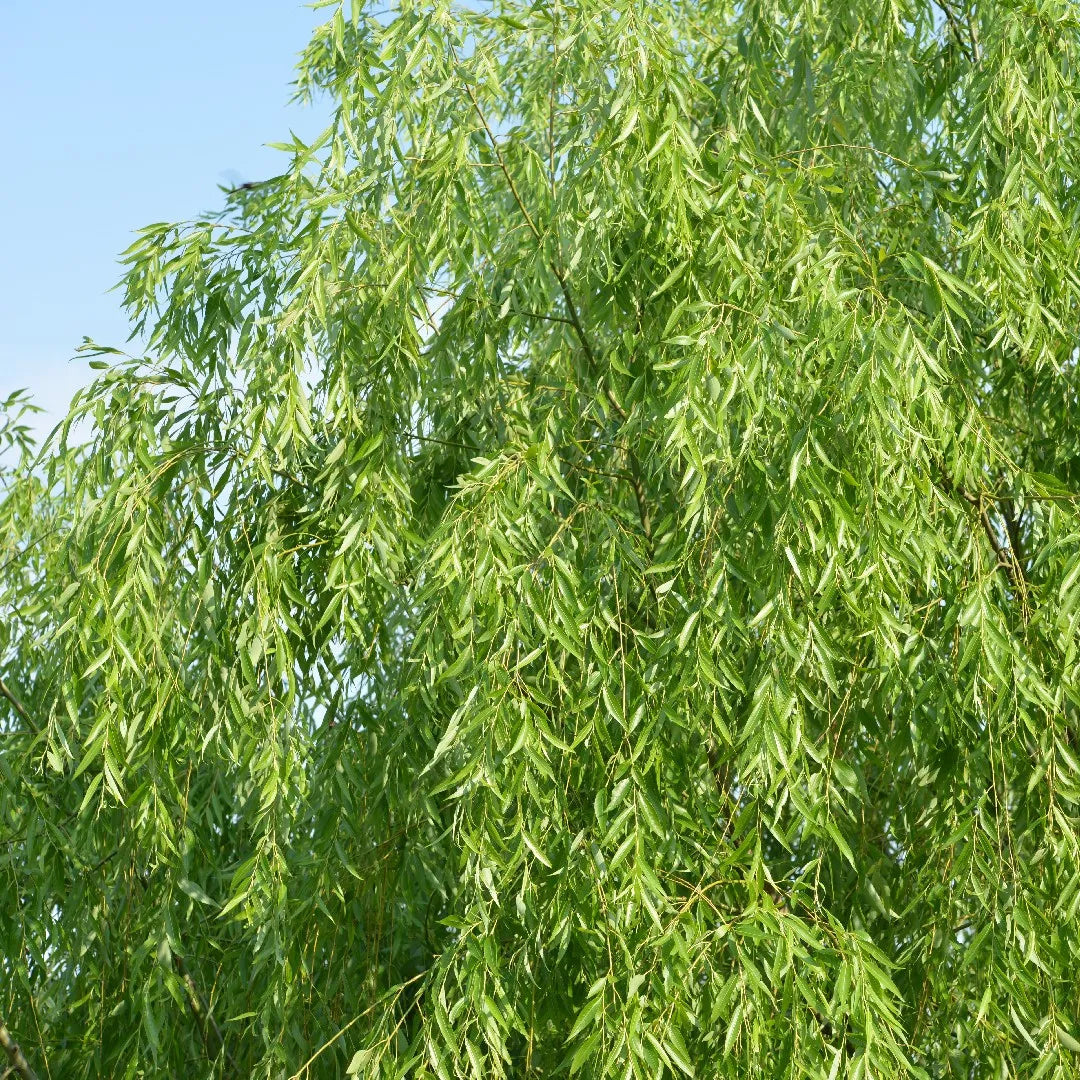 Weeping Willow growing near water feature