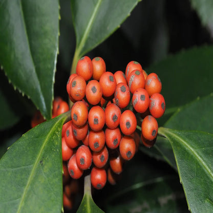 Luster Leaf Holly