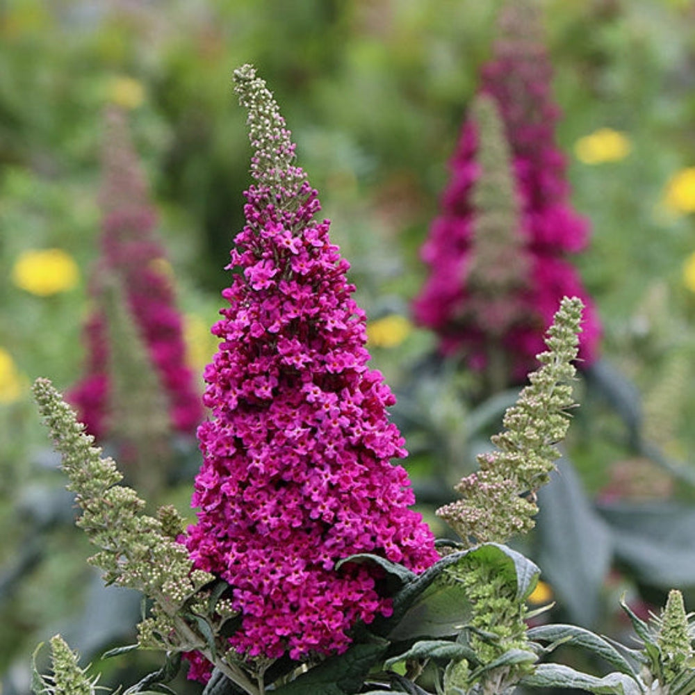 Pugster Pico Punch Butterfly Bush