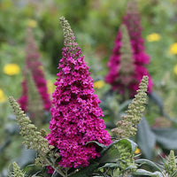 Pugster Pico Punch Butterfly Bush