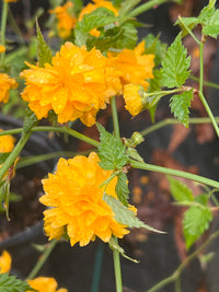 Kerria japonica flowering shrub adding bright color to spring landscape