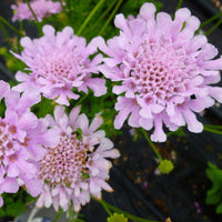 Scabiosa columbaria 'Flutter Rose Pink'