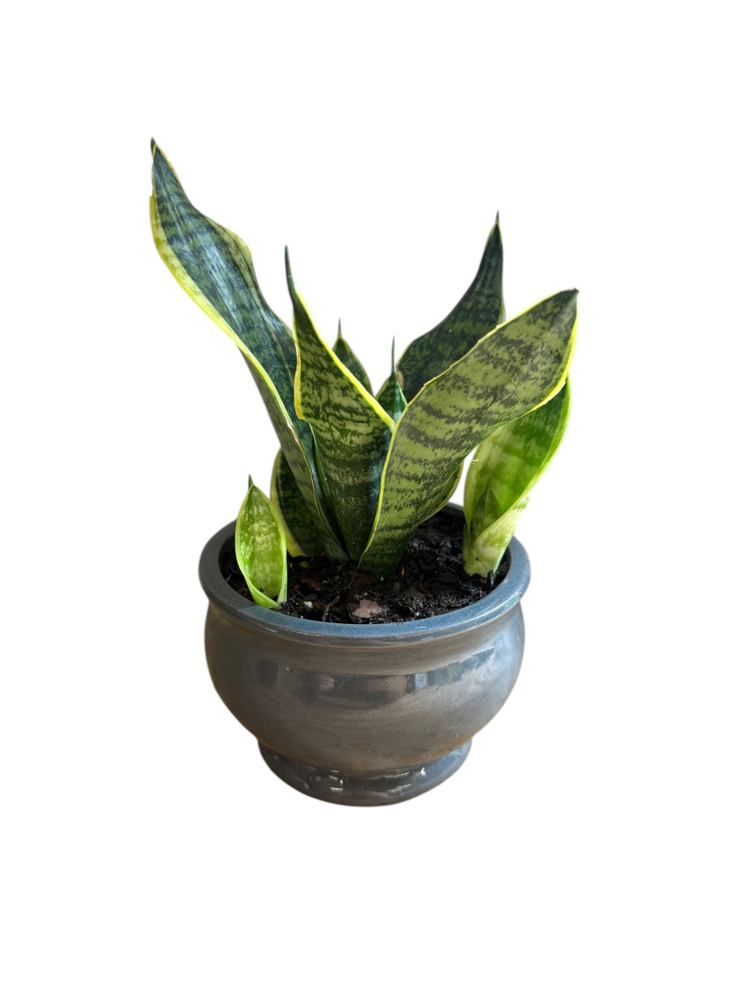 Close-up of Snake Plant leaves