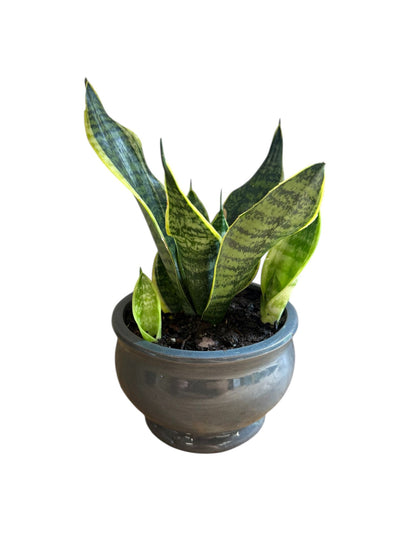 Close-up of Snake Plant leaves