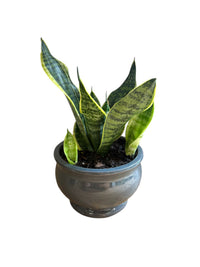 Close-up of Snake Plant leaves