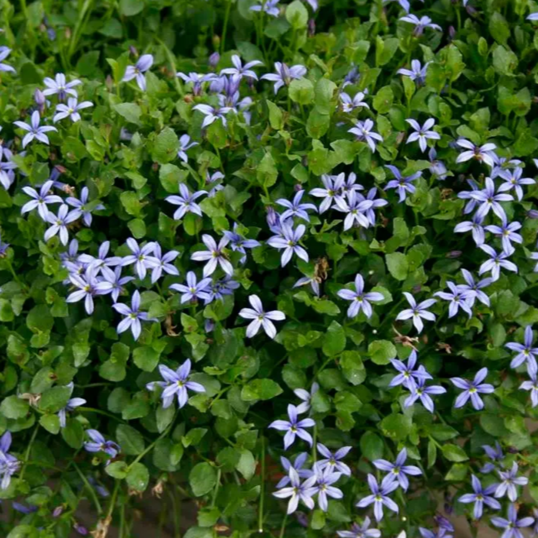 Pratia pedunculata &