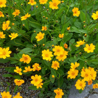 Coreopsis auriculata Nana bright yellow blooms