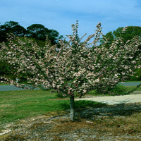 Southern Crabapple tree with small wildlife-friendly fruits