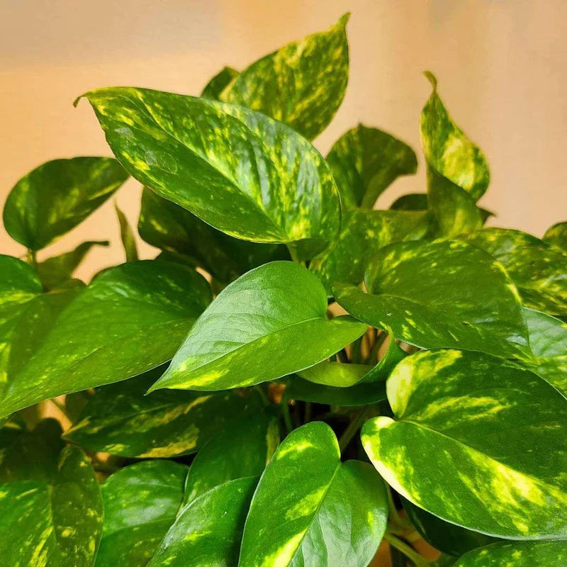 Golden Pothos – Easy Care Indoor Plant with Air-Purifying Variegated Foliage in Ceramic Pot