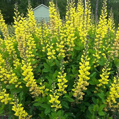 Baptisia Prairieblues Solar Flare