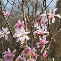 Waterlily Magnolia Tree
