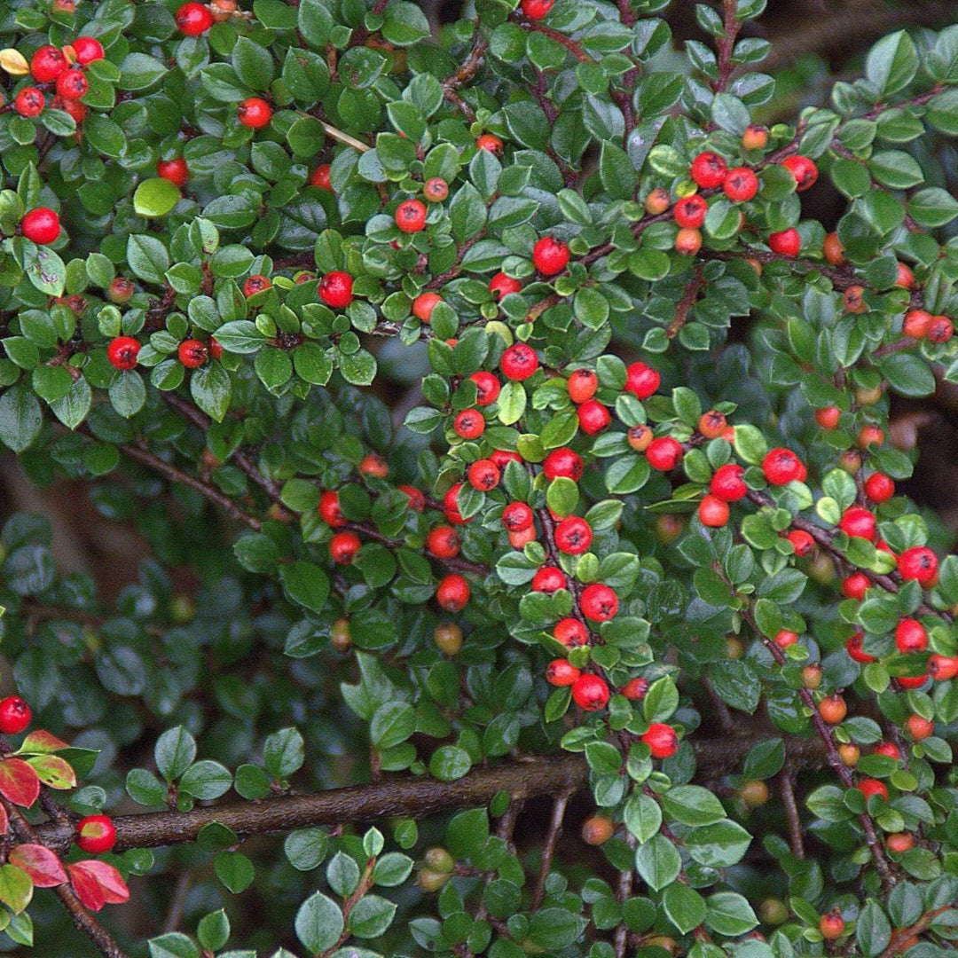 Cotoneaster Repandens