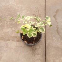 Vinca major 'Maculata' - 4"R - [EG]