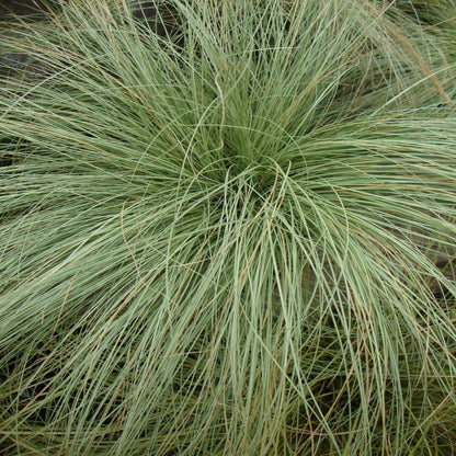 Grass: Carex comans &