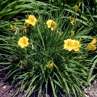 Reblooming Stella D'Oro Daylily plant