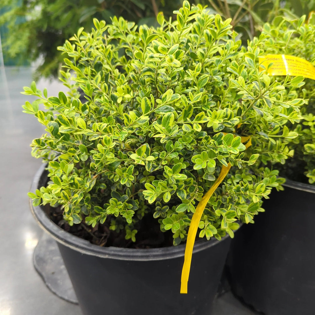 Golden Dream Buxus