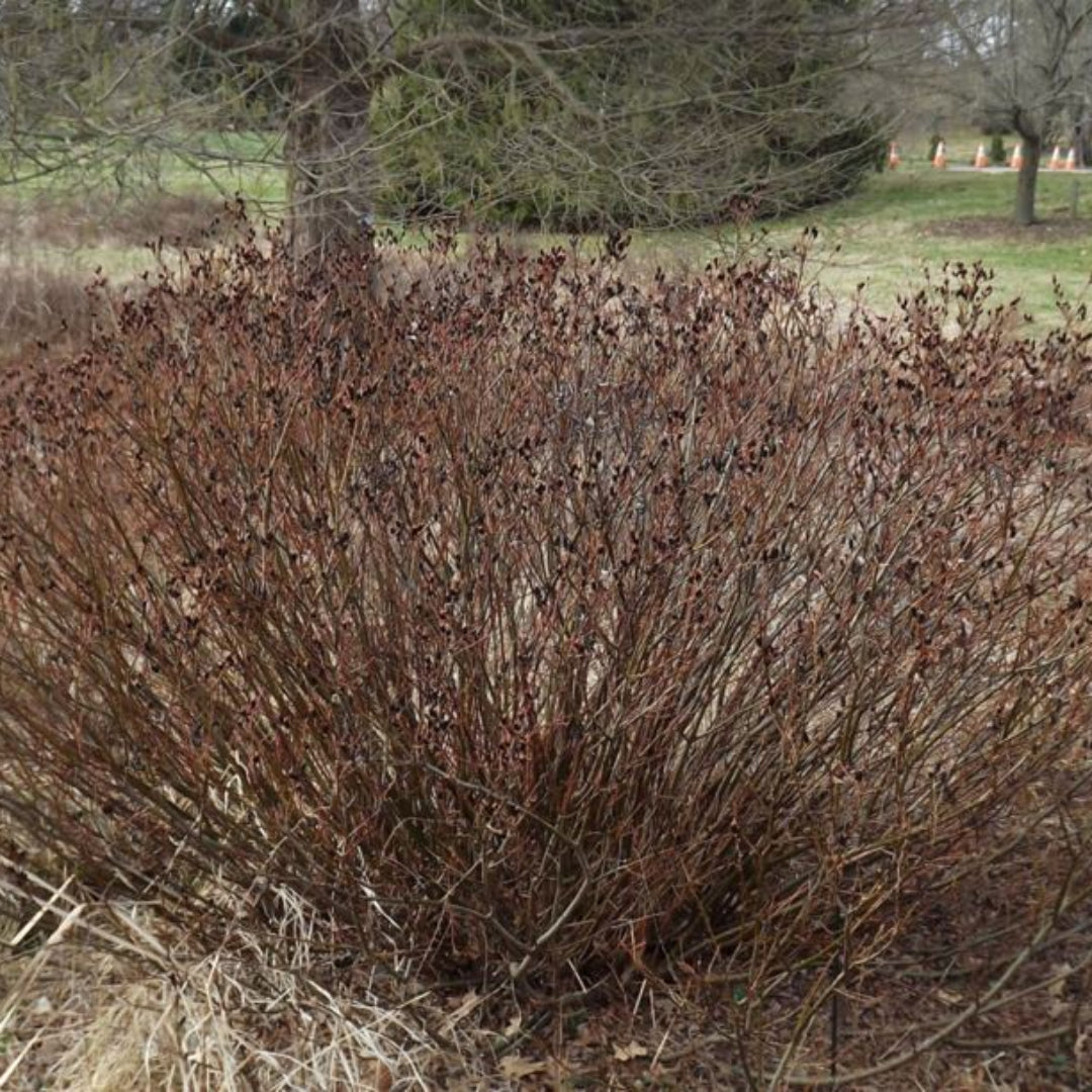 Black Pussy Willow Cuttings – 4 Fresh Live Branches For Rooting, Fast-Growing Ornamental Shrub With Dark Spring Catkins, Hardy Zones 3-10