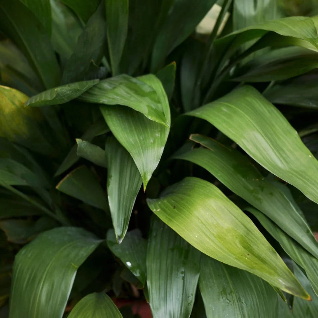 Aspidistra elatior Cast Iron Plant – Low Light Indoor Evergreen Plant