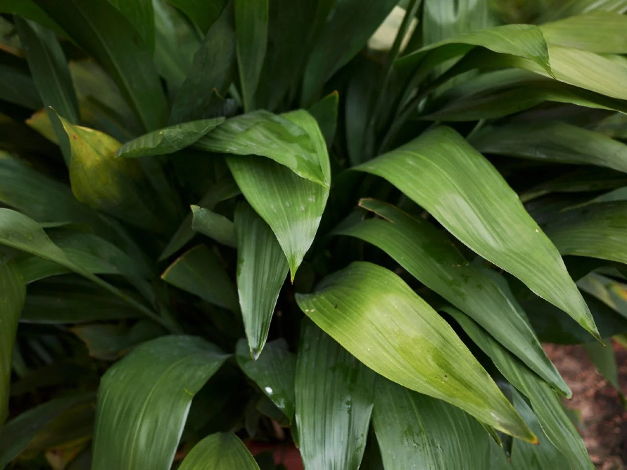 Aspidistra Elatior Cast Iron Plant