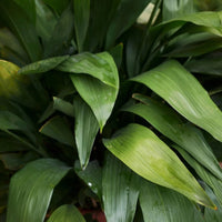 Aspidistra elatior Cast Iron Plant – Low Light Indoor Evergreen Plant