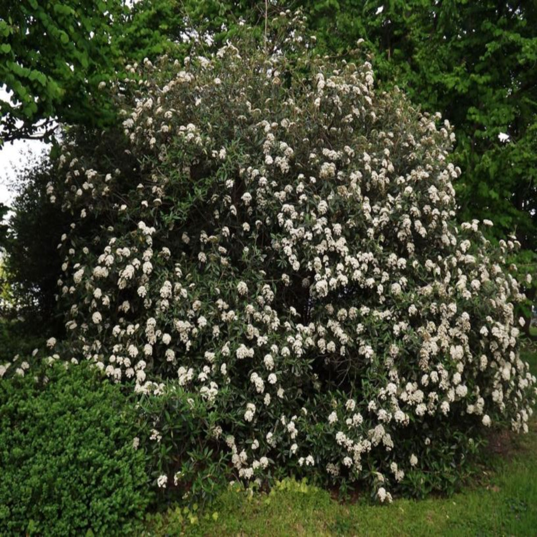 Pragense Viburnum Shrub