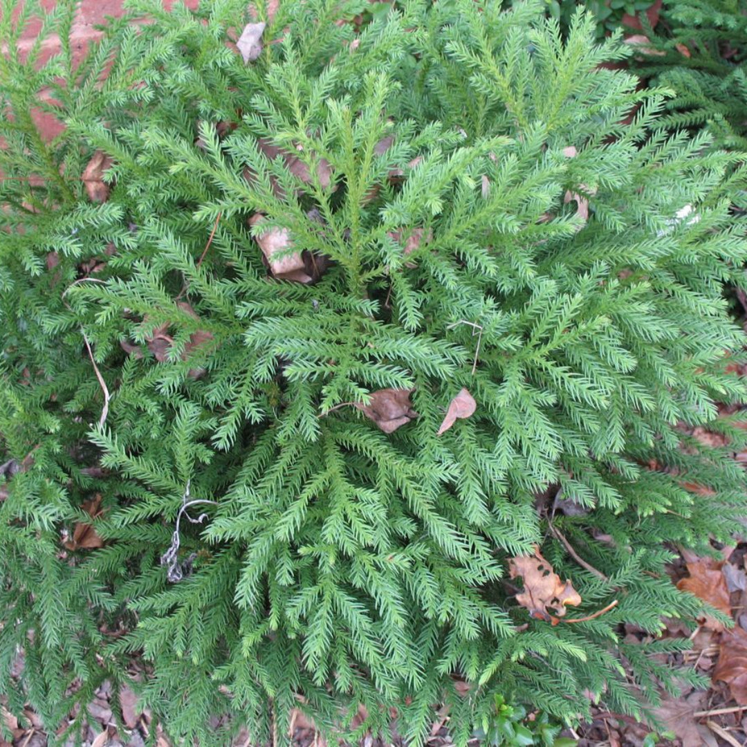 Cryptomeria Japonica Gyokuryu