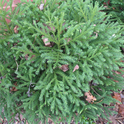 Cryptomeria Japonica Gyokuryu