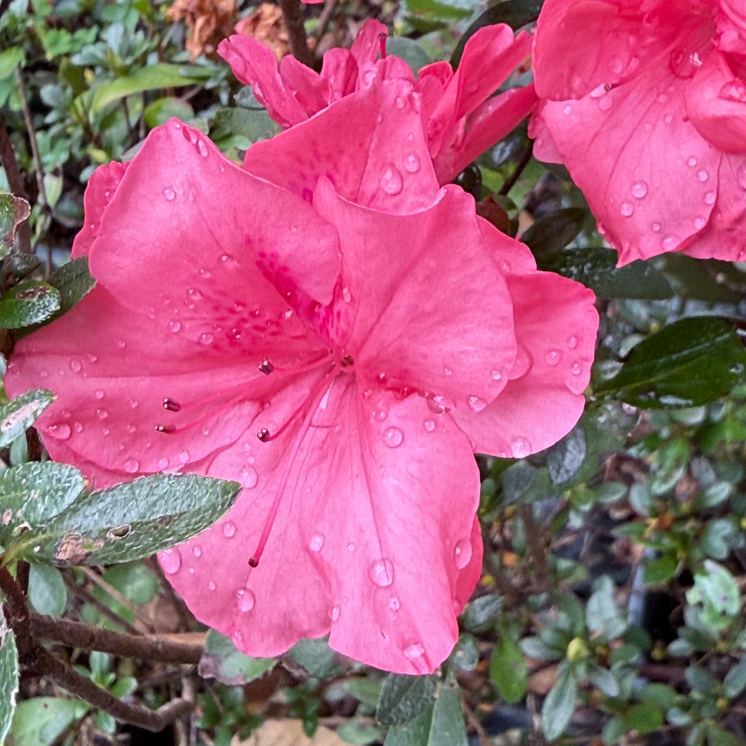 Echo Peachy Keen Azalea