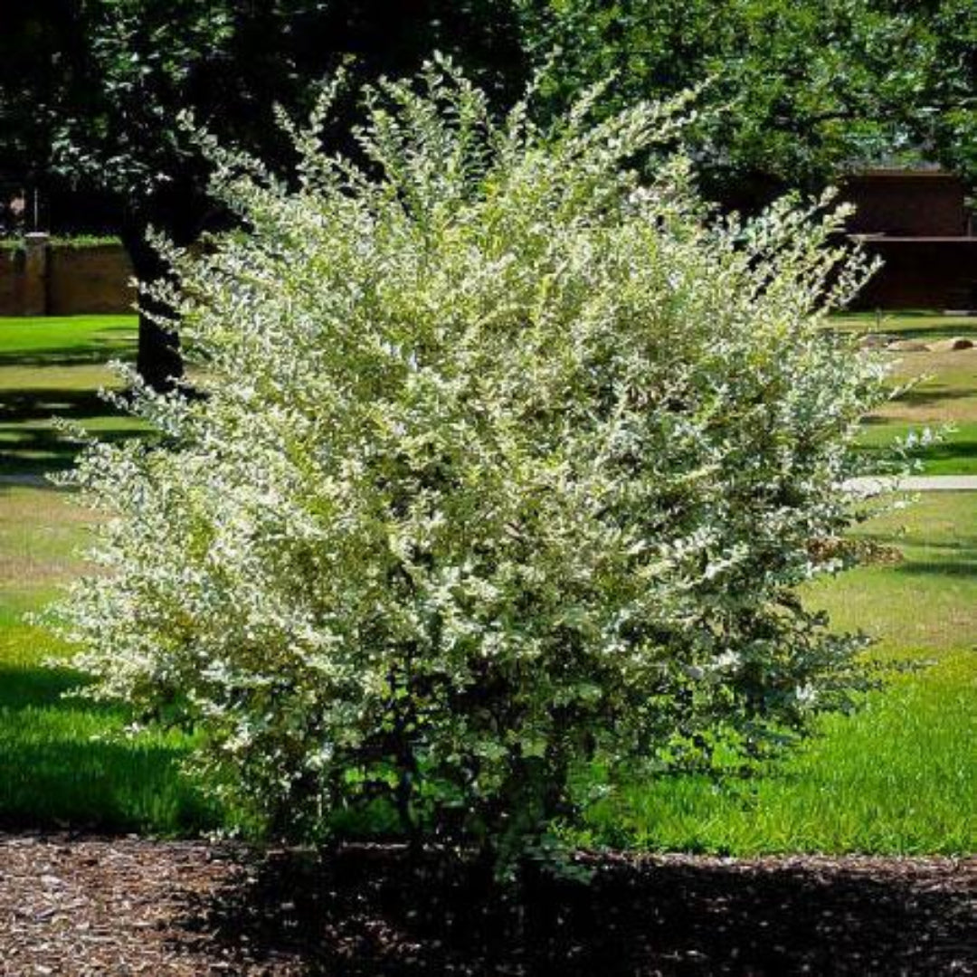 Variegated Privet