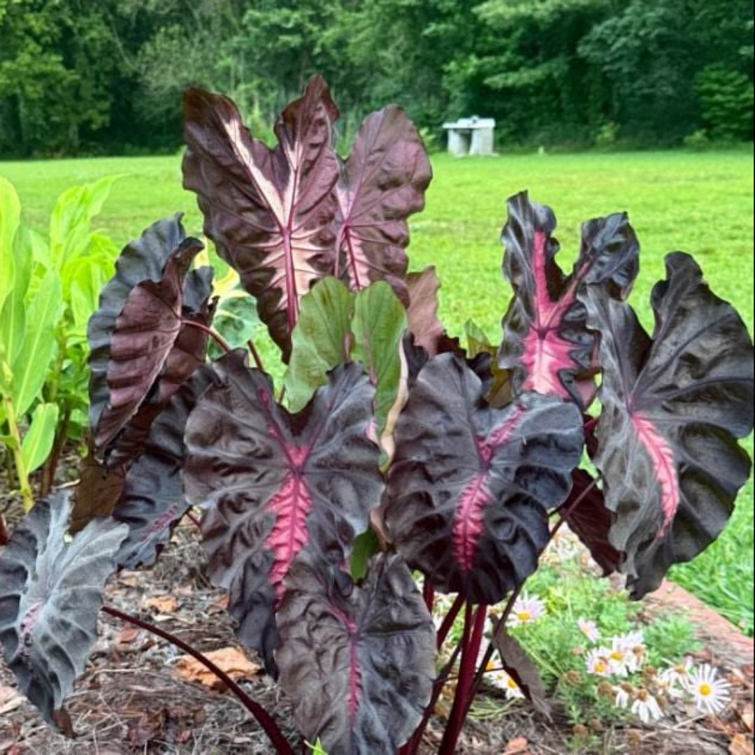 Colocasia ‘Redemption’ | Redemption Elephant Ear
