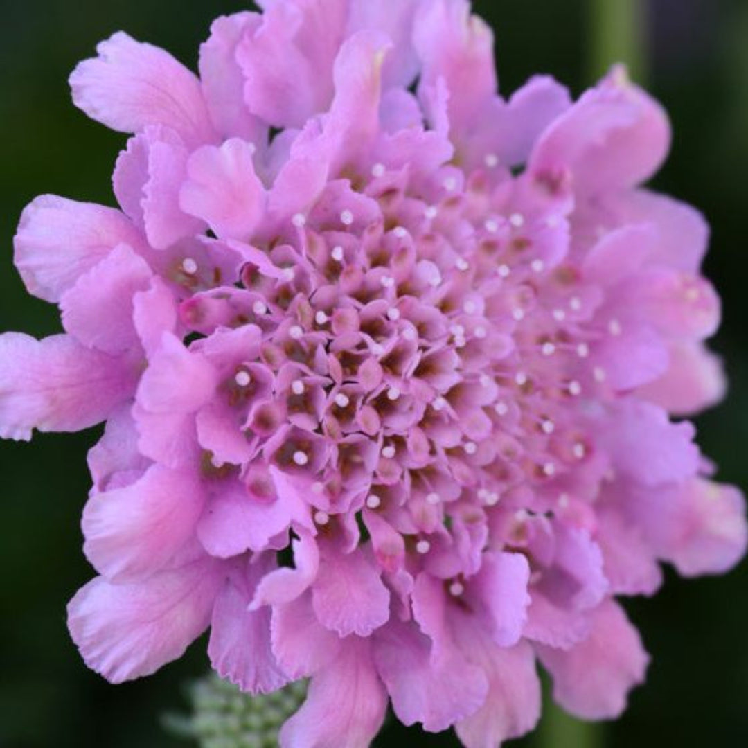 Scabiosa columbaria &