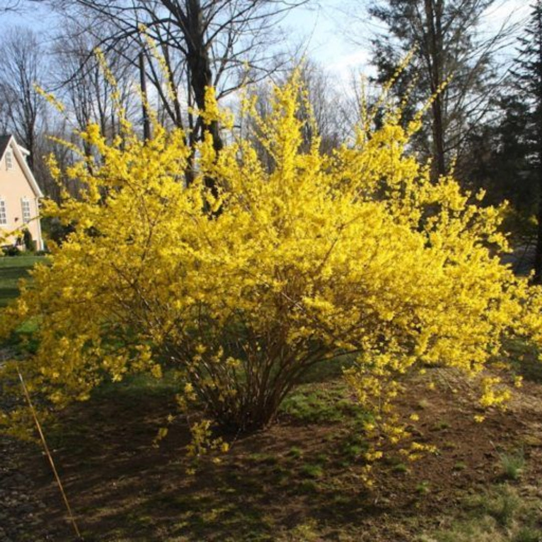 Lynwood Gold Forsythia Shrub