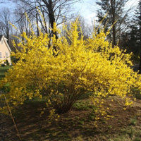 Lynwood Gold Forsythia Shrub