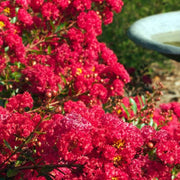 Crape Myrtle 'Cherry Dazzle'