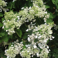Chantilly Lace Hydrangea Bush Adding Bright Blooms to Gardens