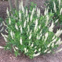 Close up of Clethra Hummingbird white fragrant blossoms