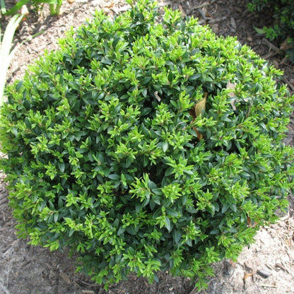 Titan Boxwood, Broadleaf Evergreen Shrub