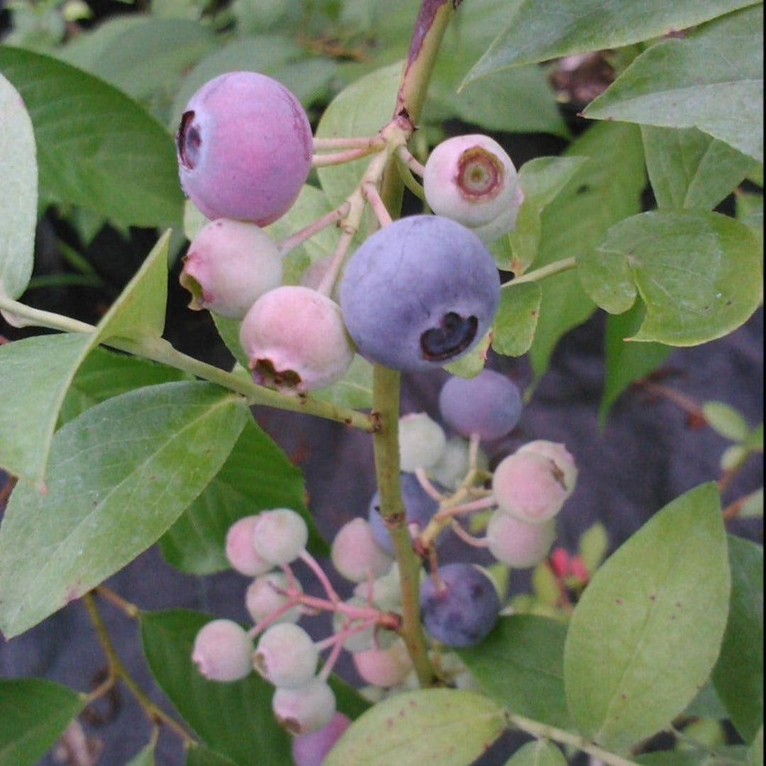Titan Blueberry Plant displayed in market setting