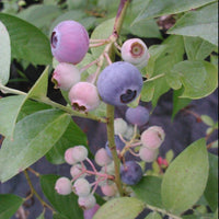 Titan Blueberry Plant displayed in market setting