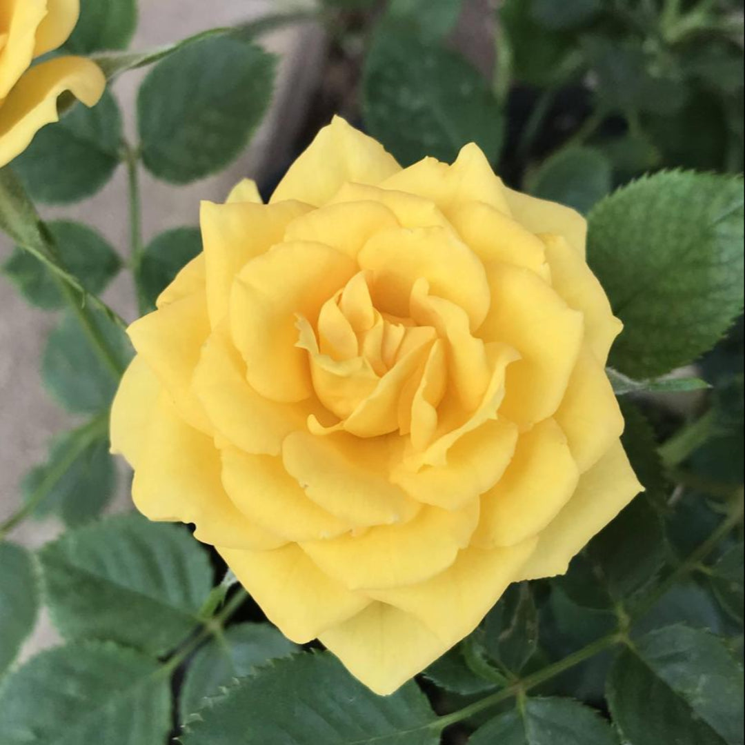 Sunrosa Yellow Shrub Rose