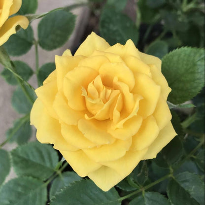 Sunrosa Yellow Shrub Rose