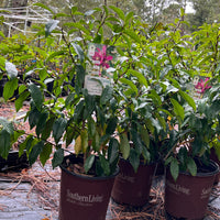 Magnolia Figo shrub featuring multiple ruby-pink flowers in full bloom outdoors