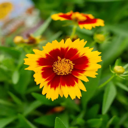 Coreopsis hybrida &