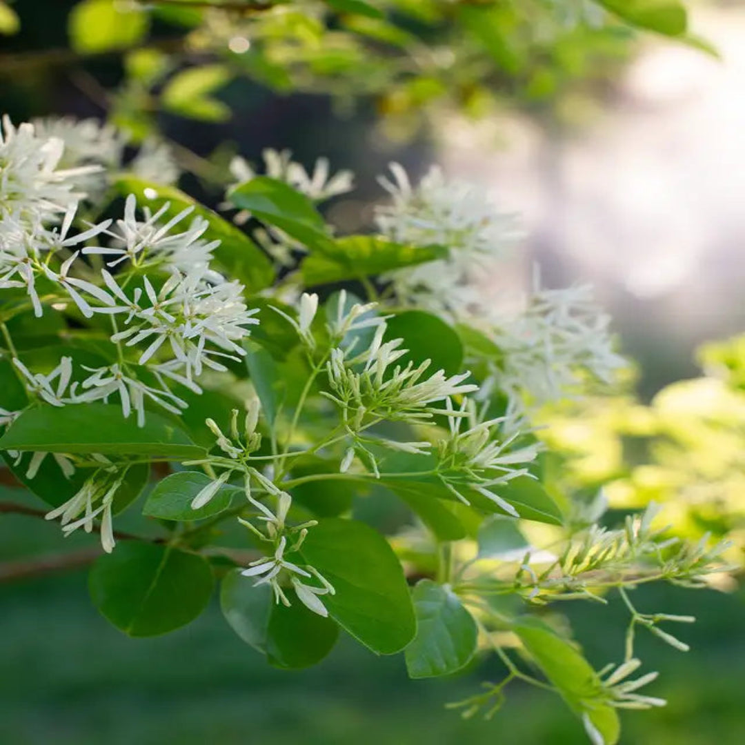 Chinese Fringe Tree Flowering Tree