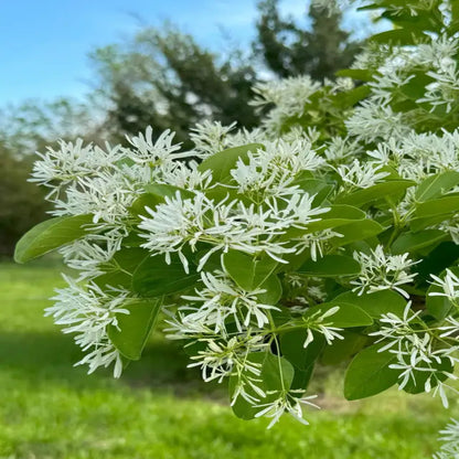 Chinese Fringe Tree Flowering Tree